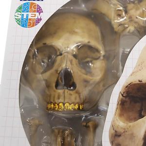シュプリーム SUPREME 23AW 4D MASTER 4D HUMAN ANATOMY MODEL
