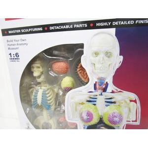 シュプリーム SUPREME 18AW Female Anatomy Model 人体模型 ヒューマン